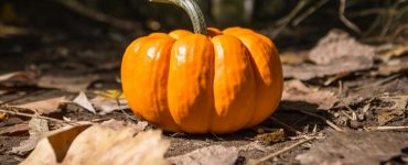 Health benefits of pumpkin and the history of Halloween www.thetonic.co.uk
