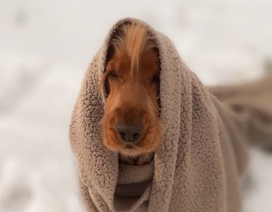 Dog keeping warm in blankets for The Tonic www.thetonic.co.uk