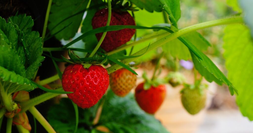 What to garden in August 'you can still get some strawberry action going' - www.thetonic.co.uk