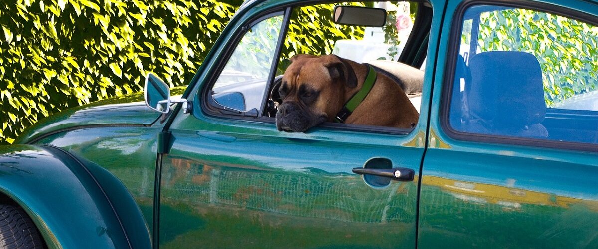 Image shows boxer dog sitting in the front seat of a dark green VW Beetle car, with its head out of the window