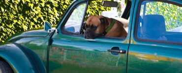 Image shows boxer dog sitting in the front seat of a dark green VW Beetle car, with its head out of the window
