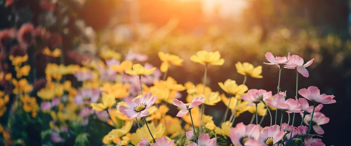 Image is of little pink and yellow flowers with sunlight streaming through from behind